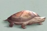 乌龟临死前的征兆 会躁动不安