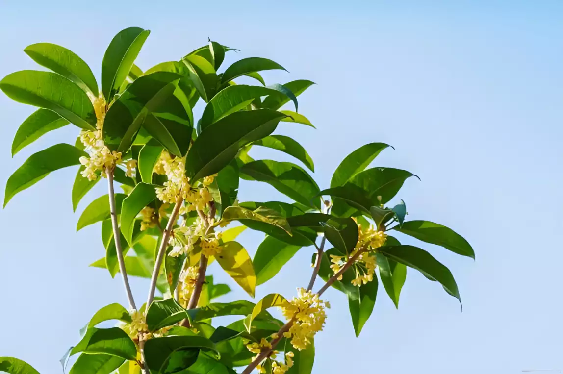 家居摆放须知：桂花树的风水禁忌