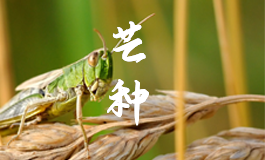 夏至后面是什么节气